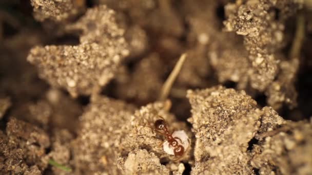 Super Tough White Shelled Bug Successfully Repels Fire Ants Who — Stock Video