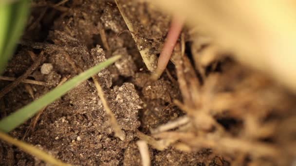 Πάνω Προς Κάτω Άποψη Της Διαταραγμένης Μυρμηγκοφωλιά Φωτιά Μυρμήγκια Κινούνται — Αρχείο Βίντεο