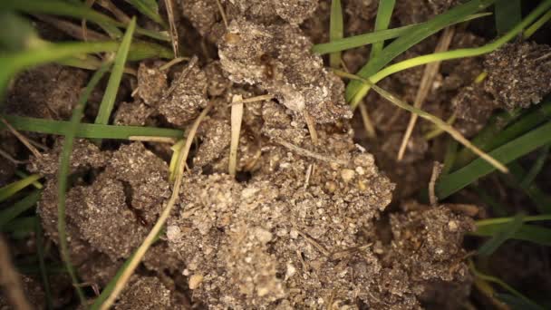 Monte Formiga Fogo Perturbado Visão Macro Angular Várias Formigas Correndo — Vídeo de Stock