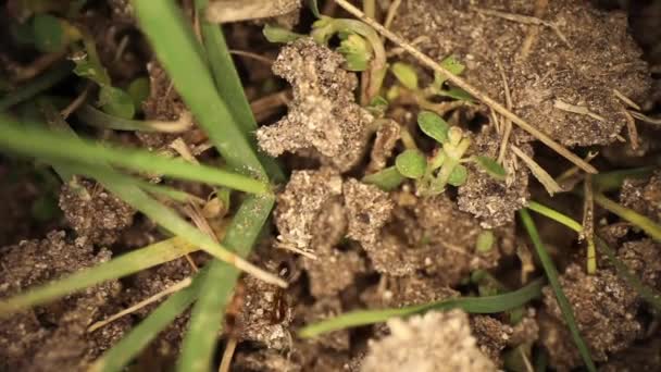 Top View Disturbed Fire Ant Mound Wide Angle View Panning — Stock Video