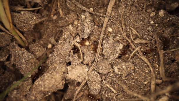 Top View Disturbed Fire Ant Mound Wide Angle View Many — Stock Video