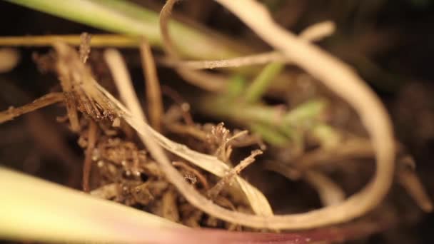 Pohled Shora Dolů Narušenou Ohnivou Mravenčí Mohylu Vysoce Zvětšené Části — Stock video