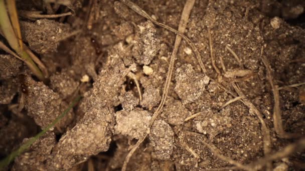 Disturbed Fire Ant Mound Top View Fire Ants Digging Broken — Stock Video