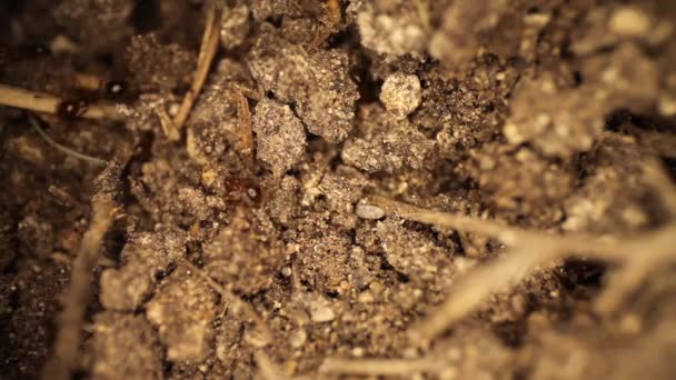Πάνω Προς Κάτω Άποψη Της Διαταραγμένης Μυρμηγκοφωλιά Φωτιά Μυρμήγκια Σκάψιμο — Αρχείο Βίντεο