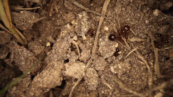 Top Zicht Verstoorde Vuurmierenhoop Veel Mieren Graven Zich Uit Vuil — Stockvideo