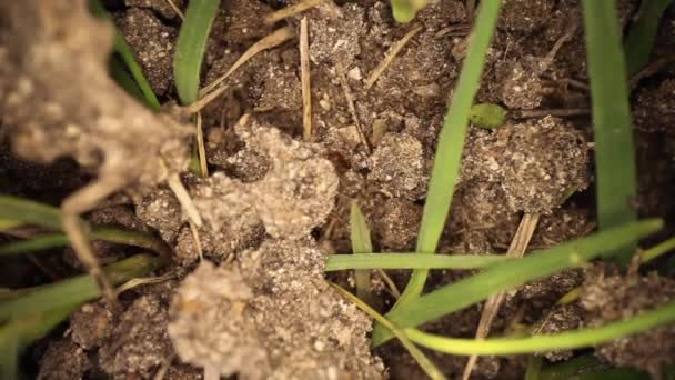 Bovenaanzicht Van Verstoorde Vuurmierenhoop Langzaam Hijgend Weids Hoekzicht Mieren Gras — Stockvideo