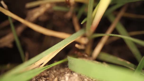 乱射火災アリ塚のトップダウンビュー 草の非常に拡大セクションでは アリの旅行にそれを使用して — ストック動画