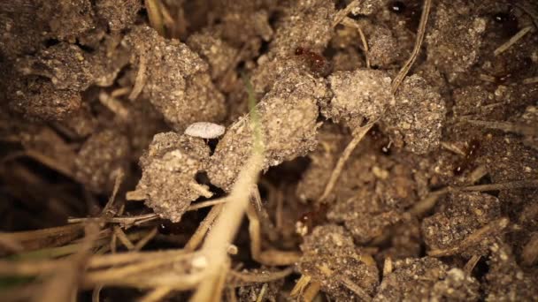 Vista Arriba Hacia Abajo Del Montículo Hormigas Fuego Perturbado Insecto — Vídeo de stock