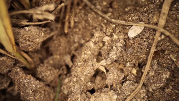Visão Cima Para Baixo Monte Formigas Fogo Perturbado Formigas Cavando — Vídeo de Stock