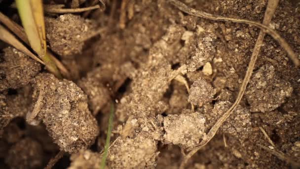 Bovenaanzicht Van Verstoorde Vuurmierenhoop Mieren Graven Zich Het Gebroken Vuil — Stockvideo