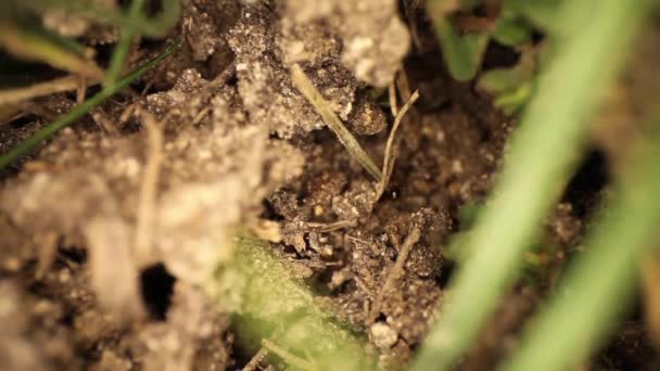 Πάνω Προς Κάτω Άποψη Των Διαταραγμένων Μυρμηγκιών Φωτιά Ανάχωμα Μυρμήγκι — Αρχείο Βίντεο