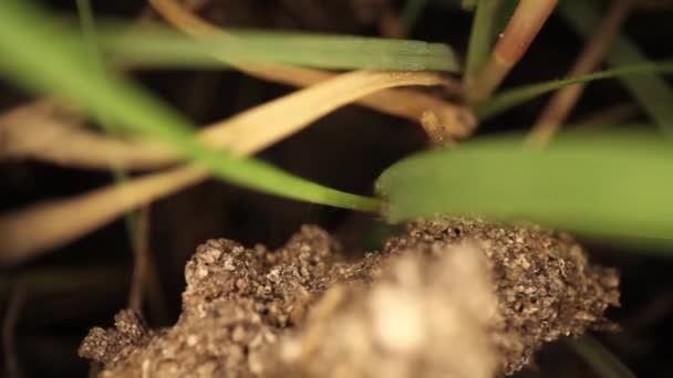 Top View Disturbed Fire Ant Mound Slowly Panning Highly Magnified — Stock Video