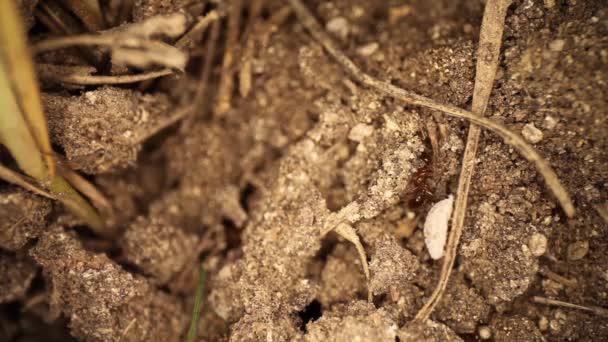 Vista Arriba Hacia Abajo Del Montículo Hormigas Fuego Perturbado Insecto — Vídeo de stock