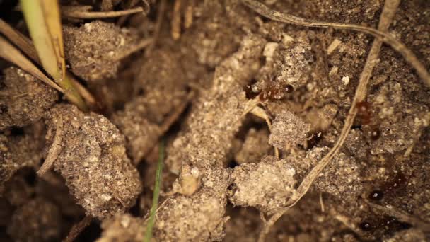 从上往下看被扰动的火蚁丘 部分蚂蚁在碎屑中移动 许多蚂蚁在周围移动泥土 — 图库视频影像