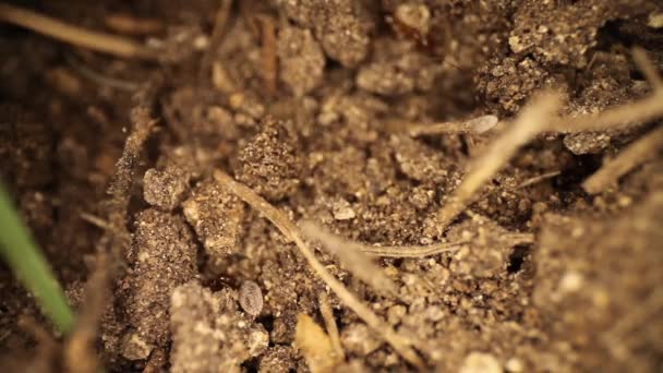 Top View Disturbed Fire Ant Mound Ant Emerges Dirt Right — Stock Video
