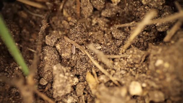 Top View Disturbed Fire Ant Mound White Shelled Bug Moves — Stock Video
