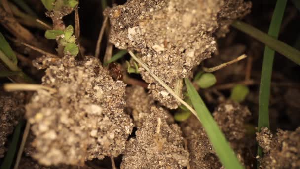 Top View Disturbed Fire Ant Mound Highly Magnified Portion Dirt — Stock Video