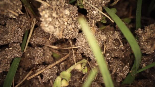 Bovenaanzicht Van Verstoorde Vuurmierenhoop Groothoekzicht Mieren Die Door Gebroken Vuil — Stockvideo