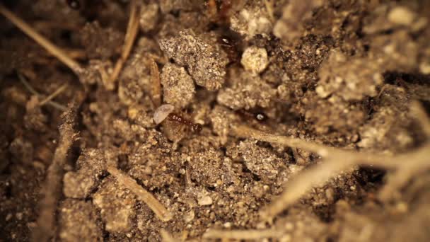 Disturbed Fire Ant Mound Top View Fire Ants Trying Remove — Stock Video