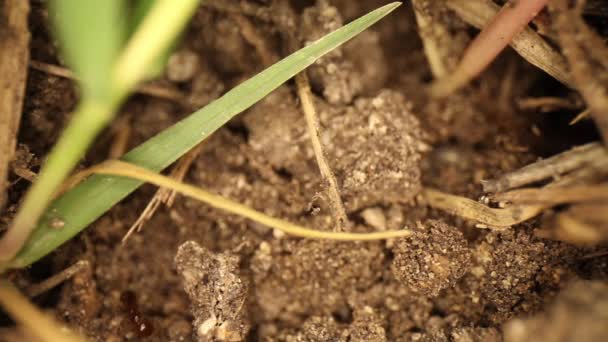 Bovenaanzicht Van Verstoorde Vuurmierenhoop Veel Mieren Bewegen Snel Rond Gebroken — Stockvideo