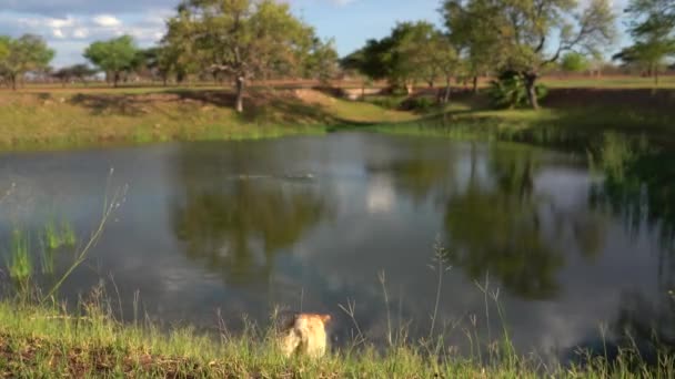 Twee Gelukkige Labradors Spelen Apporteren Met Een Stok Een Vijver — Stockvideo