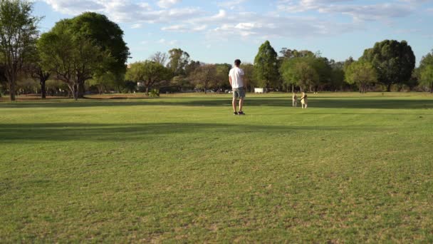 Hombre Jugando Con Labradores Felices Parque — Vídeo de stock