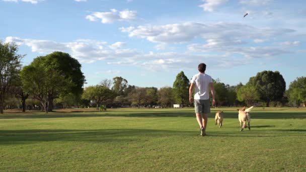 Homem Dois Labradores Excitados Jogando Buscar Parque — Vídeo de Stock