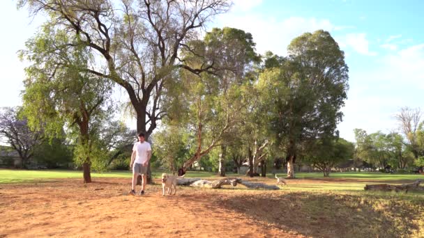 Ein Mann Und Zwei Labradore Spazieren Park — Stockvideo