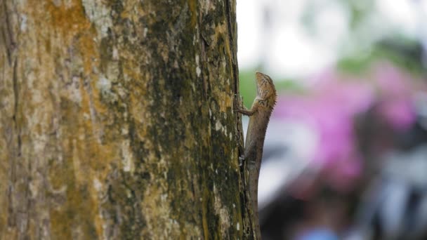 Tajska Jaszczurka Drzewie Jaszczurka Zwolnionym Tempie — Wideo stockowe