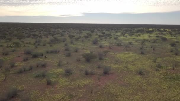 Deserto Australiano Piena Fioritura — Video Stock