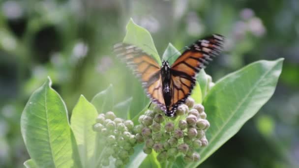 Primer Plano Una Mariposa Monarca Extendiendo Sus Alas Cálido Día — Vídeo de stock
