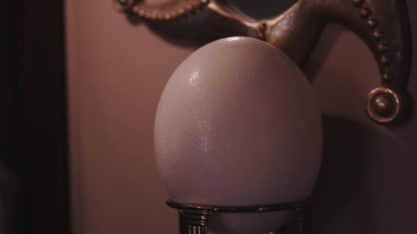 Tilt Shot Ostrich Egg Display — Stock Video