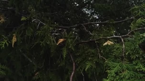 Zdjęcia Bliska Pokazujące Gałęzie Drzewa Cedrowego — Wideo stockowe