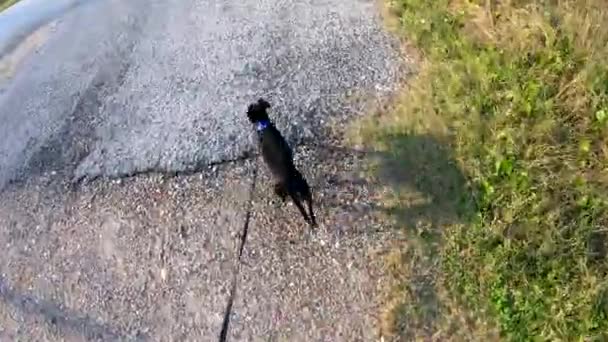 Chien Marchant Long Chemin Gravier Qui Transforme Chaussée Regardant Vers — Video