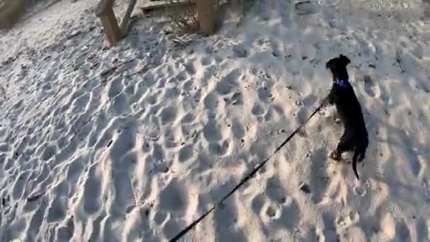 Walking Chiweenie Dog Sand Way Stairs Boardwalk Him Stairs — Stock Video