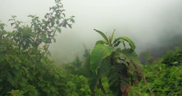 Nebelschwaden Ziehen Dichten Grünen Regenwald Laub Vorbei — Stockvideo