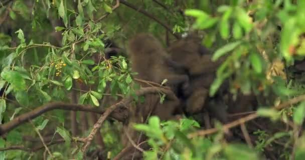 Babun Sürüsü Ağaçta Savaşıyor — Stok video