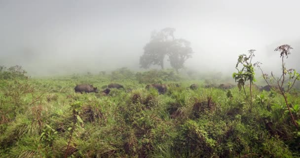 野牛角群在浓雾中穿过高高的草丛 — 图库视频影像