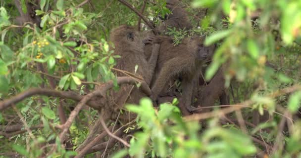 狒狒在树上清洁别人 — 图库视频影像