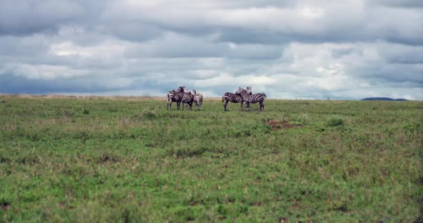 Grupa Zebra Otwartych Użytkach Zielonych Pod Pochmurnym Niebem — Wideo stockowe