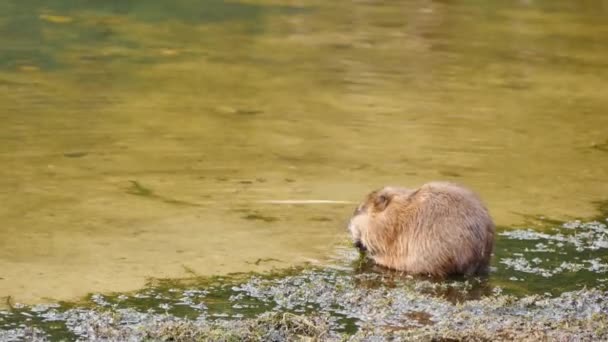 Coypu Dans Zone Peu Profonde Une Algue Mangeuse Algues Colorado — Video