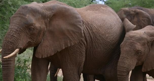 Herd Van Afrikaanse Olifanten Lopen Langs Bomen — Stockvideo