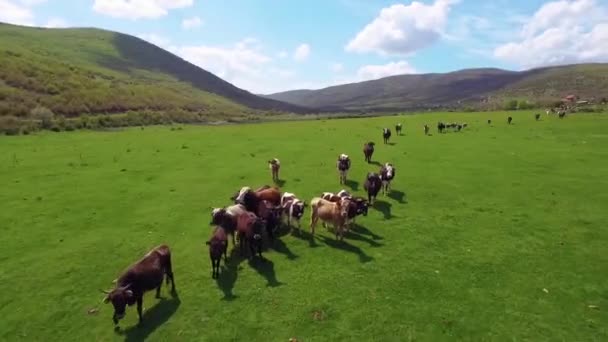 소들이 들판에서 뜯어먹고 뛰어다니는 공중에서 50Fps — 비디오