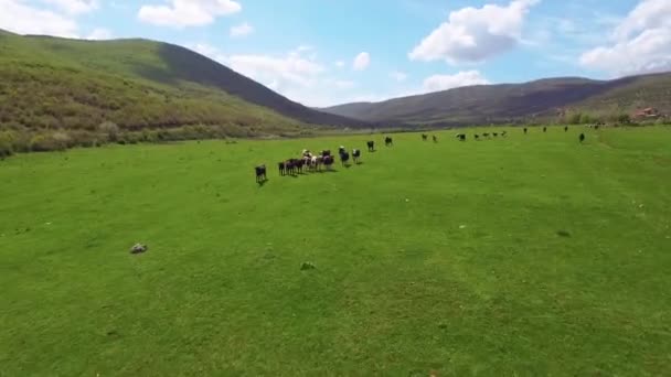 소들이 들판에서 뜯어먹고 뛰어다니는 공중에서 50Fps — 비디오