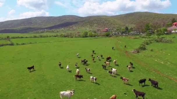 Letecký Pohled Krávy Pasoucí Zeleném Poli 50Fps — Stock video