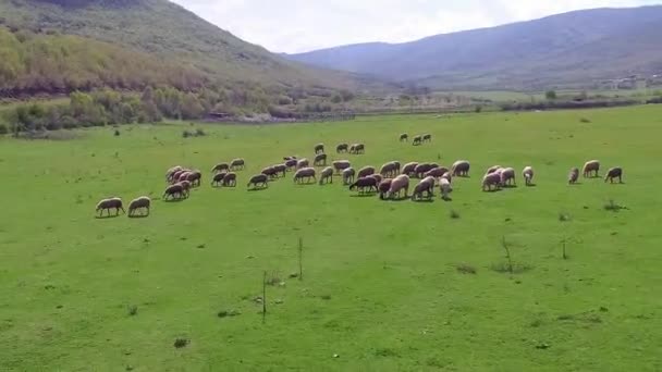 Vista Aérea Sobre Campo Agrícola Com Rebanho Ovelhas Pastando Abaixo — Vídeo de Stock