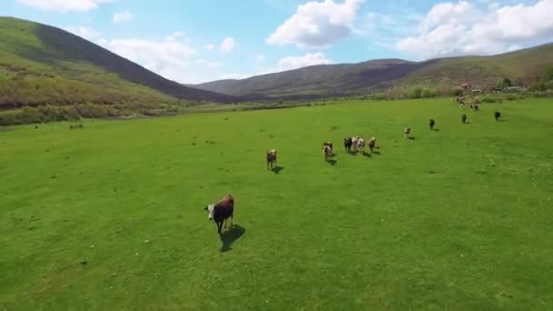 Vista Aérea Vacas Rebanho Correndo Campo Verde 50Fps — Vídeo de Stock