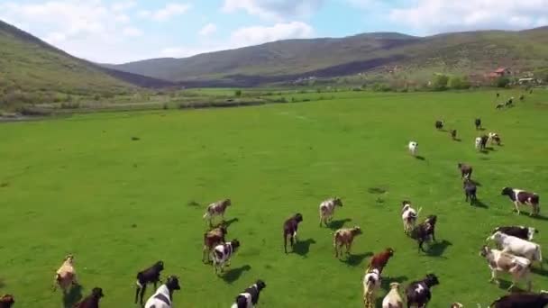 Vista Aérea Vacas Rebanho Correndo Campo Verde 50Fps — Vídeo de Stock