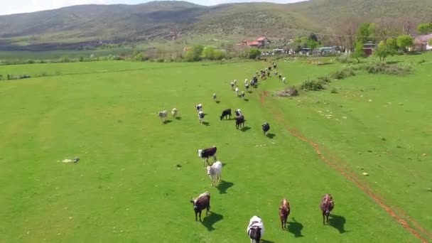 Veduta Aerea Della Mandria Mucche Esecuzione Sul Campo Verde 50Fps — Video Stock