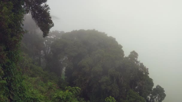 Mist Γρήγορα Κινείται Πέρα Από Την Πλαγιά Του Τροπικού Δάσους — Αρχείο Βίντεο